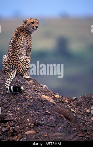 Gepard (Acinonyx Jubatus) Stockfoto