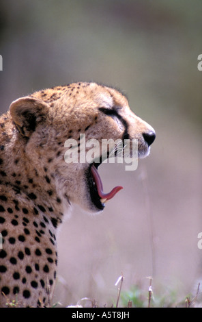 Gepard (Acinonyx Jubatus) Stockfoto