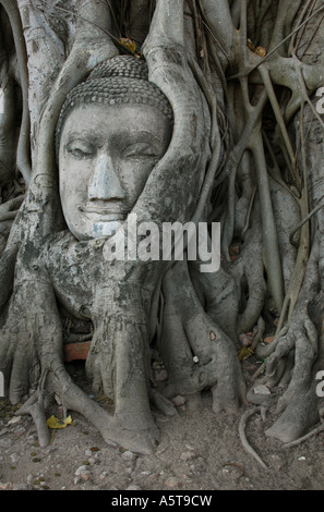 Buddha Kopf von Wurzeln im Wat Mahathat in Ayutthaya, Thailand überwuchert. Stockfoto