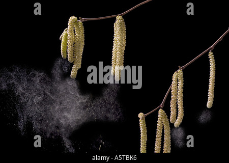 Hazel Corylus Avellana Kätzchen vergießen Pollen Stockfoto