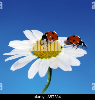 Seevenspot-Marienkäfer, 7-fleckiger Marienkäfer (Coccinella septempunctata). Ein Paar auf Gänseblümchenblümchen Stockfoto