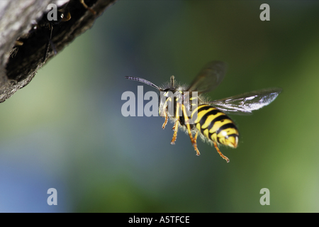 gemeinsamen Wespe (Vespula Vulgaris) im Flug Stockfoto