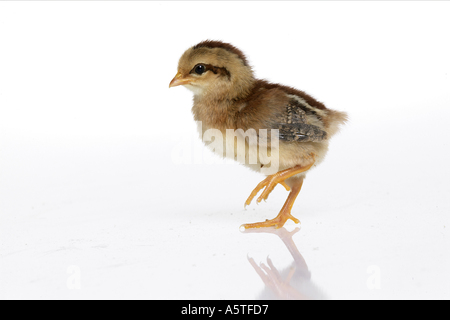 Inländische Huhn. Küken stehend. Studio Bild auf weißem Hintergrund Stockfoto