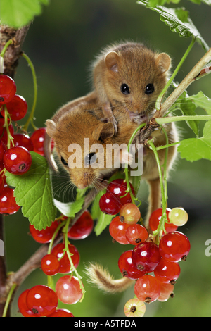 Haselnussmaus (Muscaridinus avellanarius). Weibchen mit jungen in fruchtiger roter Johannisbeere Stockfoto