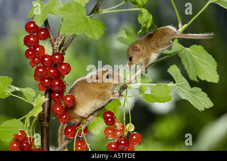 Haselnussmaus (Muscaridinus avellanarius). Weibchen mit jungen in fruchtiger roter Johannisbeere Stockfoto