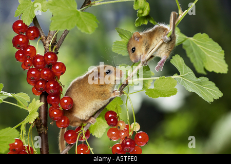 Haselnussmaus (Muscaridinus avellanarius). Weibchen mit jungen in fruchtiger roter Johannisbeere Stockfoto