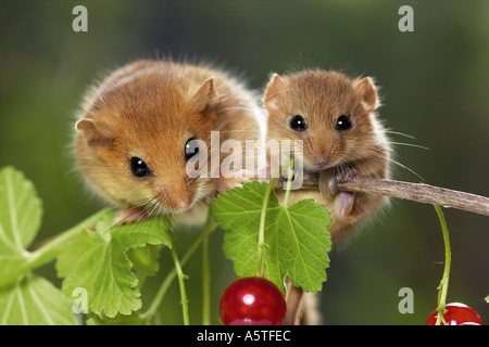 Hazel Maus (Muscaridinus avellanarius). Die Mutter mit den Jungen auf eine Kirsche Zweig. Deutschland Stockfoto