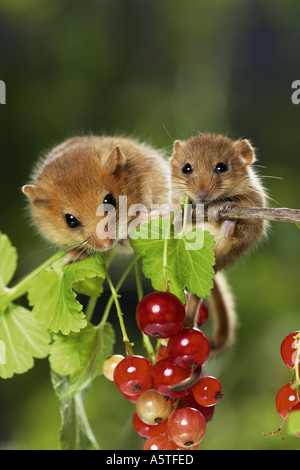 Haselnussmaus (Muscaridinus avellanarius). Weibchen mit jungen in fruchtiger roter Johannisbeere Stockfoto