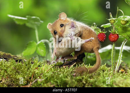 Hasel Maus mit Cub / Muscaridinus Avellanarius Stockfoto