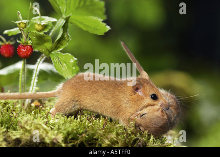 Hazel Maus (Muscaridinus avellanarius). Die Mutter der jungen. Deutschland Stockfoto