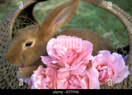 Little Kaninchen versteckt im Weidenkorb der Rosen. Stockfoto