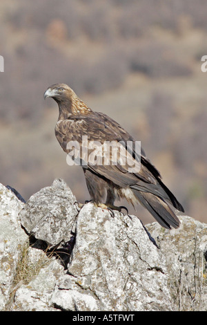 Erwachsene Steinadler hocken auf Felsen Stockfoto