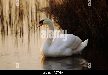 Höckerschwan Stockfoto