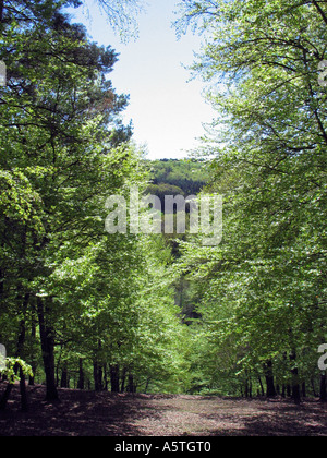 Schöne lebendige Grün Bäume umliegenden Forrest Road im Eifelpark, Gondorf, Eifel, Deutschland. Stockfoto