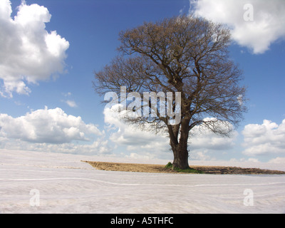 Blattlosen Baum Landschaft von Suffolk in Folie für Kartoffelanbau abgedeckt Stockfoto