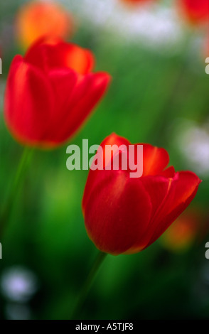 Close up view of red tulips in a garden Stockfoto