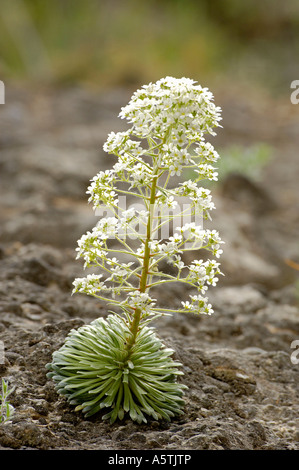 Lange-leaved Steinbrech Stockfoto