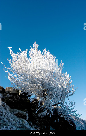 Winterlichen Baum Stockfoto