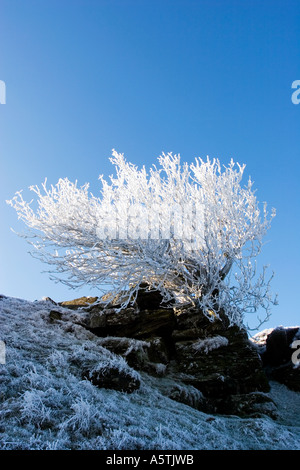 Winterlichen Baum Stockfoto