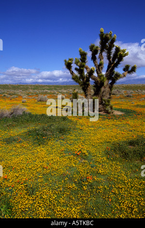 Joshua Tree in blühenden Wüste Blumenfeld Stockfoto