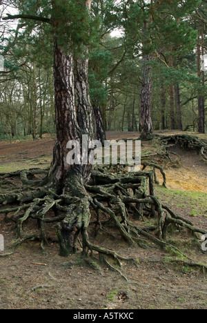 Baum Wurzeln: Kiefer (Pinus Sylvestris) Stockfoto