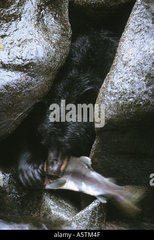 Black Bear und Lachs auf Creek in Südost-Alaska Stockfoto