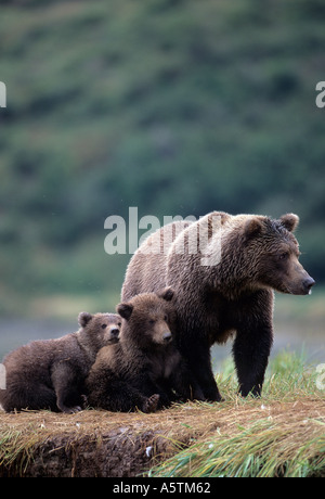 Alaska Katmai Nationalpark Grizzly Sau und zwei jungen Stockfoto