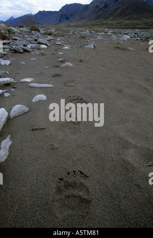 Alaska Arctic National Wildlife Refuge frische grizzly Spuren im sand Stockfoto