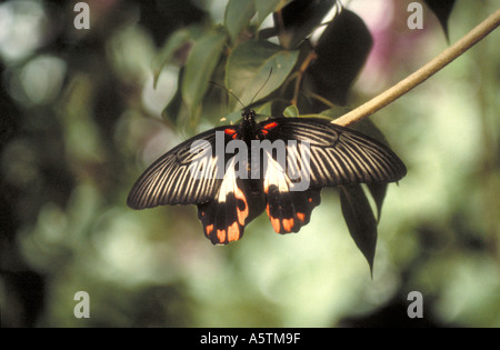 Großer Mormone Schwalbenschwanz Schmetterling, Papilio Memnon Papilionidae Stockfoto