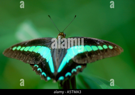 Blaue Dreieck oder gemeinsame Zusammenarbeit Schmetterling Graphium Sarpedon, Papilionidae Aka grünes Dreieck Stockfoto