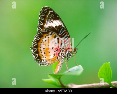 Red Florfliege Butterfly, Cethosia Biblis, Nymphalidae Stockfoto