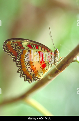 Red Florfliege Butterfly, Cethosia Biblis, Nymphalidae Stockfoto