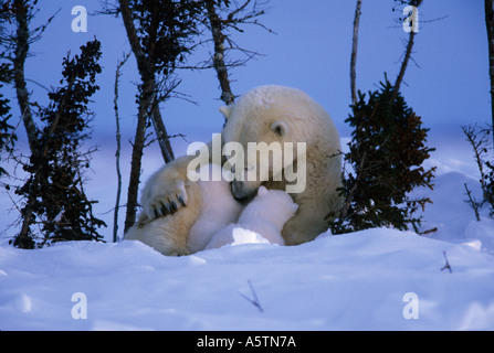 Polar Bear Mutter Krankenpflege jungen im März ein paar Tage nach dem Ausscheiden aus der Winterhöhle Stockfoto