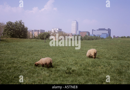 Schafbeweidung auf Mudchute City Farm Docklands London UK mit Canary Wharf im Hintergrund Stockfoto