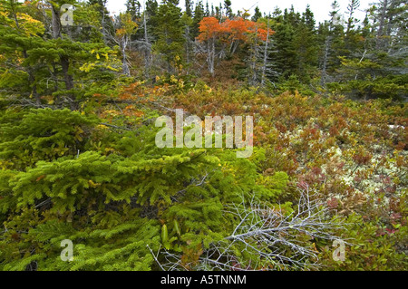 Broad Cove Mtn Trail Cape Breton Highlands NP Nova Scotia Kanada Stockfoto