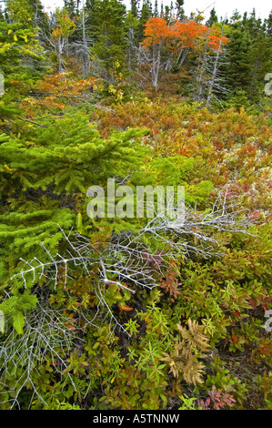 Broad Cove Mtn Trail Cape Breton Highlands NP Nova Scotia Kanada Stockfoto