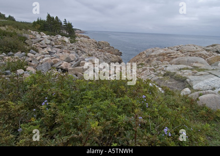 Östliche Küste Cape Breton Highlands Nat Park Nova Scotia Kanada Stockfoto