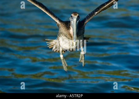 Brauner Pelikan (Pelecanus Occidentalis) Juvenile Landung Golfküste Florida USA Stockfoto