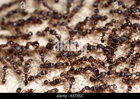 Schwarm von Ameisen Stockfoto