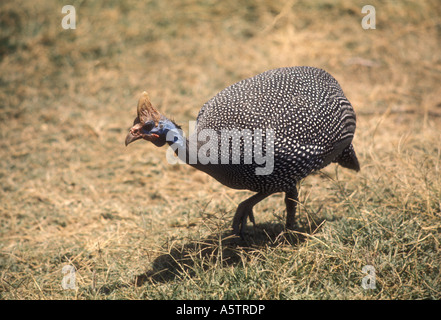 Behelmte Perlhühner oder Perlhuhn NUMIDA MELEAGRIS Kenia in Ostafrika Stockfoto