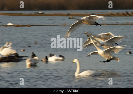 Singschwan im Flug Ankunft am Abend Roost am Federwild und Feuchtgebiete Vertrauen Reserve bei Welney Stockfoto