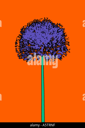 Grafisches Muster - Allium Abbildung Stockfoto