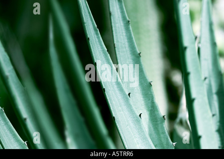 GEMEINSAMER NAME: Kaktus Stockfoto