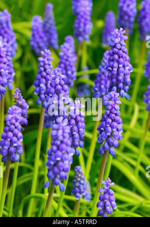 GEMEINSAMER NAME: Grape Hyacinth lateinischer NAME: Muscari Hyazinthe Stockfoto