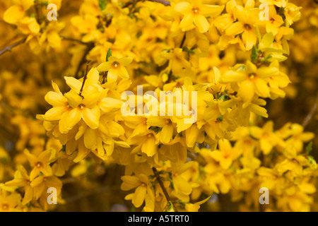 GEMEINSAMER NAME: Forsythien lateinischer NAME: Forsythia Stockfoto