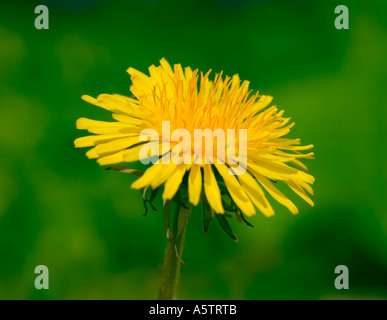 GEMEINSAMER NAME: Löwenzahn lateinischer NAME: Taraxacum Offiicinale Stockfoto