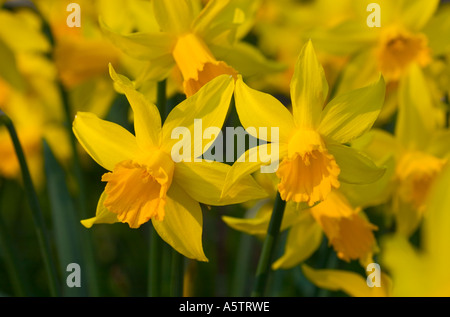 GEMEINSAMER NAME: Narzissen lateinischer NAME: Narzisse Stockfoto