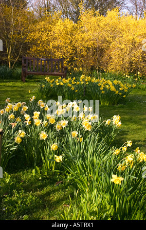 GEMEINSAMER NAME: Narzissen lateinischer NAME: Narzisse Stockfoto
