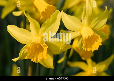 GEMEINSAMER NAME: Narzissen lateinischer NAME: Narzisse Stockfoto