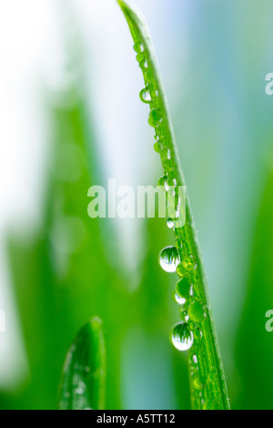 Wassertropfen auf Grashalm Stockfoto